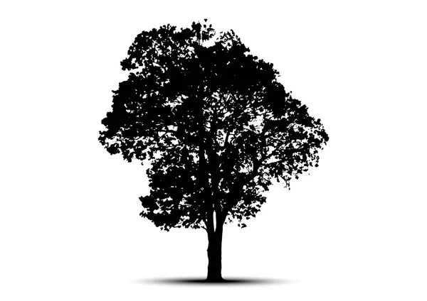 Silhuetas Árvore Fundo Branco Ilustração Vetorial —  Vetores de Stock