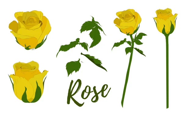 Rosa Conjunto Flores Planta Flor Jardín Rosa Aislado Icono Flor — Vector de stock