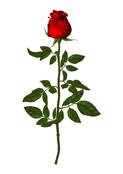 Розовый Цветочный Набор Цветущего Растения Садовая Роза Изолированная Икона Красного — стоковый вектор