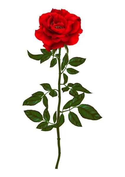 Růžová Květinová Sada Kvetoucích Rostlin Zahradní Růže Izolovaná Ikona Červeného — Stockový vektor