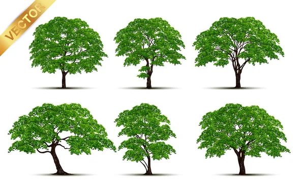 Beautiful Tree White Background Vector Graphics