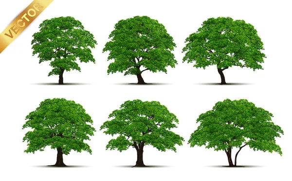 Beautiful Tree White Background Vector Graphics