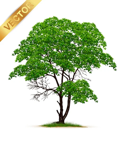 Beautiful Tree White Background Stock Vector