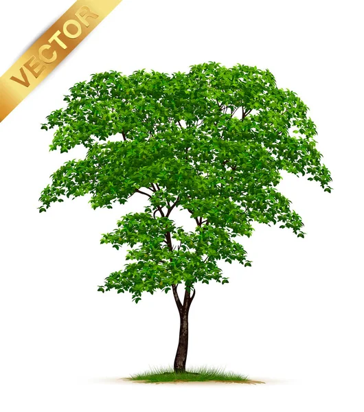 Beautiful Tree White Background Royalty Free Stock Vectors
