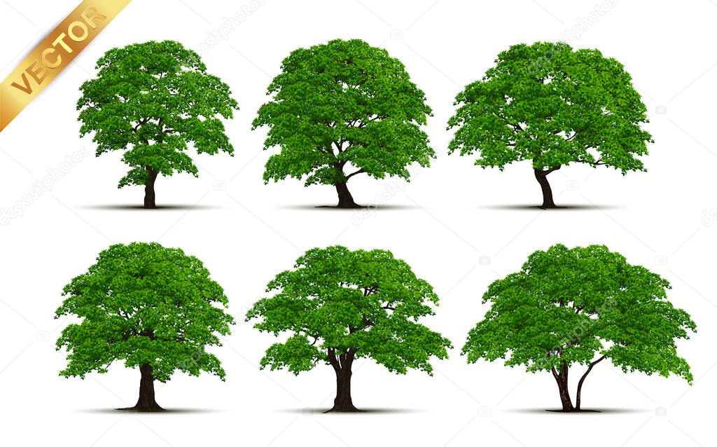 Beautiful tree on a white background