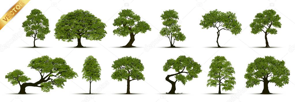 Beautiful Tree White Background Royalty Free Stock Vectors