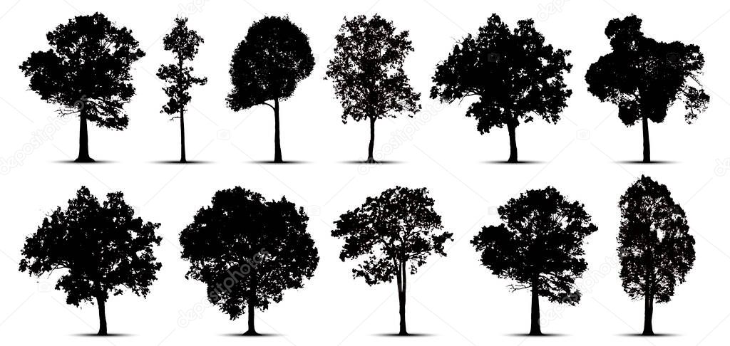 tree silhouettes on white background. Vector illustration.