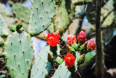 gündüz güzel çiçeklere görünümünü