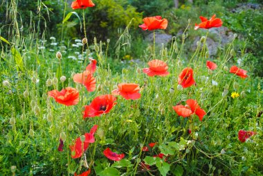 gündüz güzel çiçeklere görünümünü