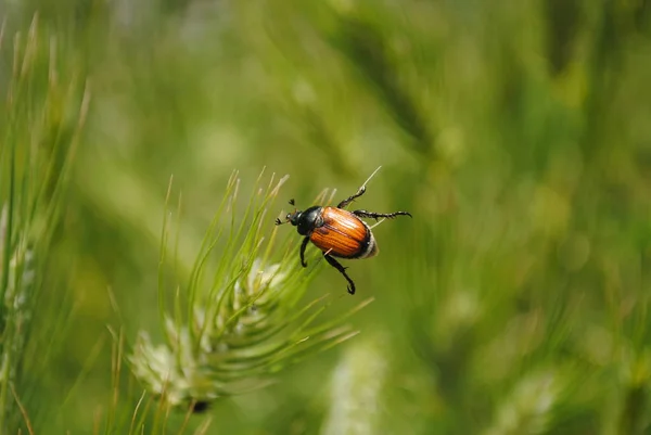 Beetle perched on the top — Stock Photo, Image