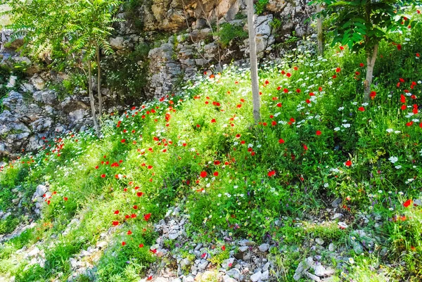 Vista Hermosas Flores Durante Día — Foto de Stock