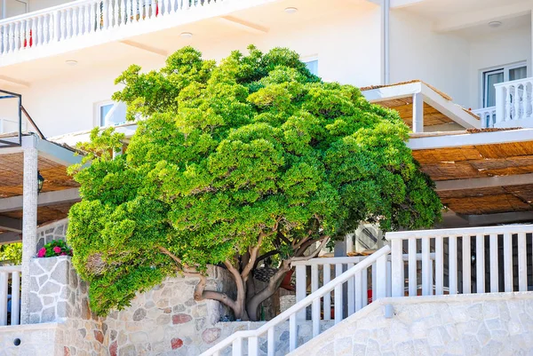 Gran Árbol Magnífico Que Crece Montenegro Restaurante — Foto de Stock