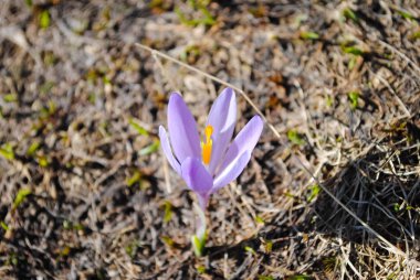 gündüz güzel çiçeklere görünümünü