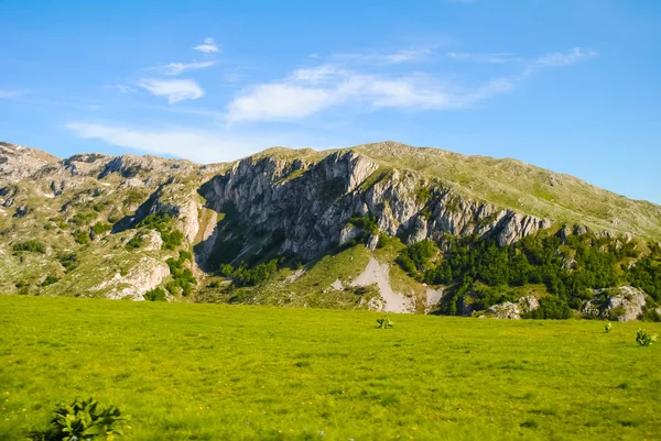 Северная Черногория Животными Дороге — стоковое фото