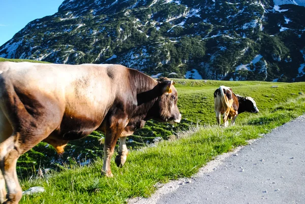 Norte Montenegro Con Animales Carretera — Foto de Stock