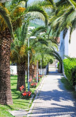 Budva, Karadağ için palmiye ağaçları arasında banklar ile rahat geçit.