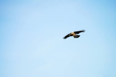 Gökyüzü ve açılış karga soars