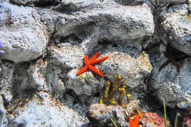Türkiye, Istanbul - 11 Ocak 2016: Istanbul akvaryum hayvan restorasyon görünüm