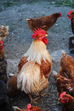 Renkli horoz kümeste yürüyüş