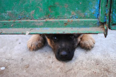 arka plan bulanık köpek portresi 