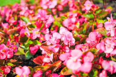 St. Petersburg çiçek çiçekler