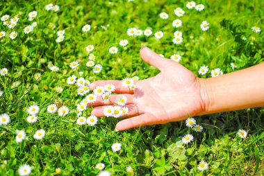 papatyalar çayır üzerinde el