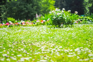 Güzel flowerbed Lomonosov Park, St. Petersburg üzerinde papatya
