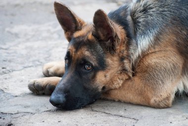 portre arka plan bulanık kırsal çoban 