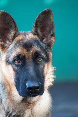 portre arka plan bulanık kırsal çoban 