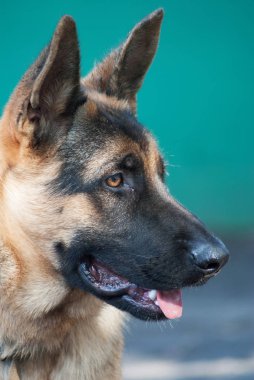 portre arka plan bulanık kırsal çoban 