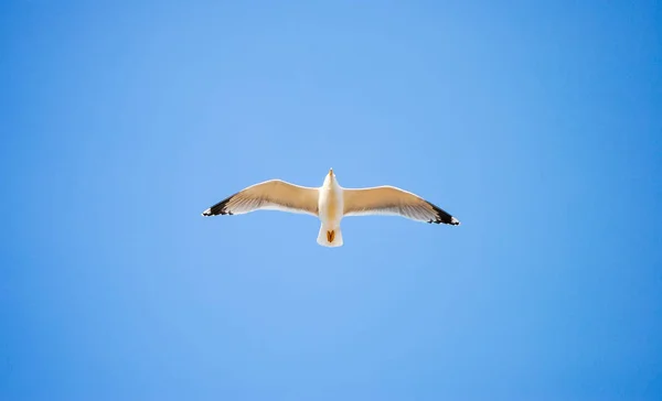 青い空を背景に飛んで大かもめ — ストック写真