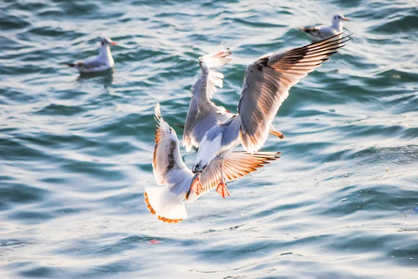 ボスポラス海峡の海岸近くで漁をするカモメ — ストック写真