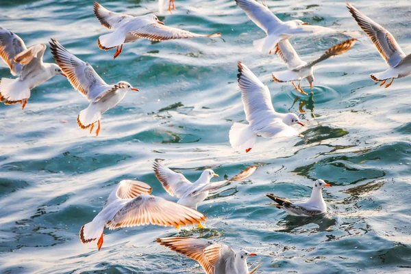 ボスポラス海峡 トルコ イスタンブールの海岸近くで釣りカモメ — ストック写真