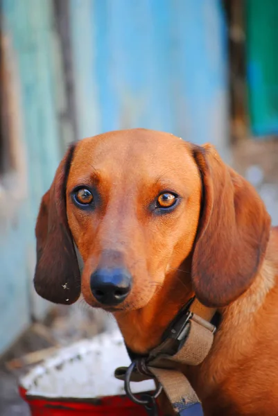Retrato Perro Sobre Fondo Borroso — Foto de Stock