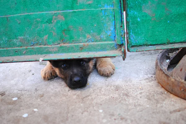 Potret Anjing Pada Latar Belakang Kabur — Stok Foto