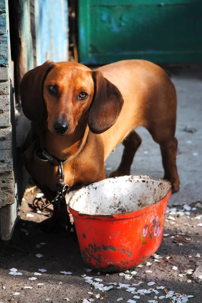 Perro Cadena Cerca Sartén Sucia — Foto de Stock