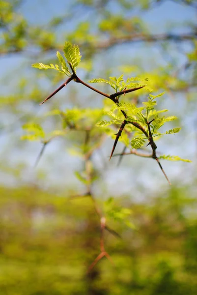 Branche Épineuse Dangereuse Pour Les Humains — Photo