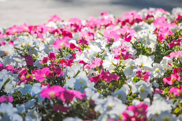 Petúnias Adoráveis Belo Canteiro Flores — Fotografia de Stock