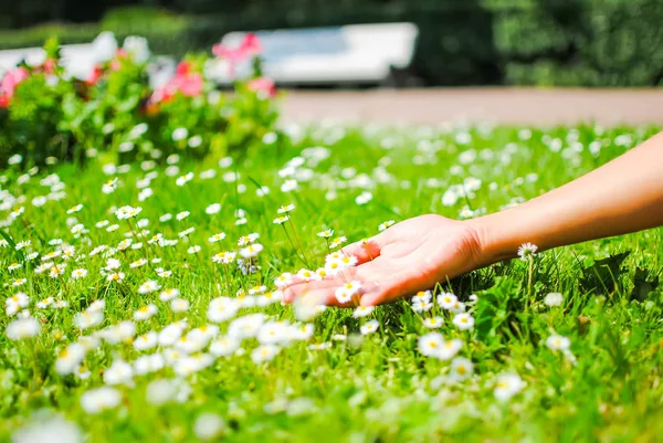 Female Hand Daisies Meadow — Stock Photo, Image