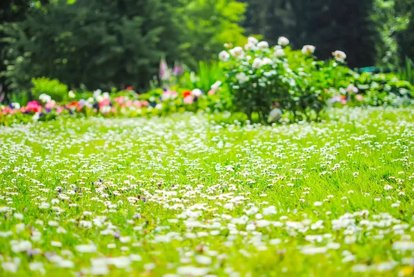 Daisies Beautiful Flowerbed Lomonosov Park Petersburg — Stock Photo, Image