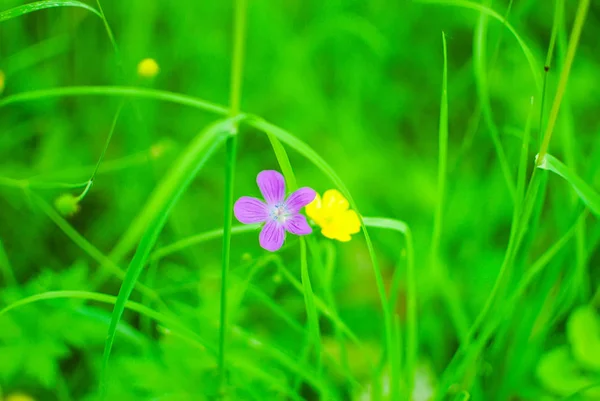 Daisies Beautiful Flowerbed Lomonosov Park Petersburg — Stock Photo, Image