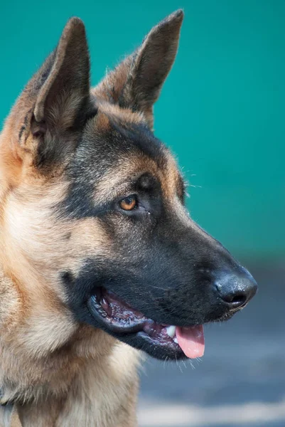 Porträt Ländlicher Schäfer Auf Verschwommenem Hintergrund — Stockfoto