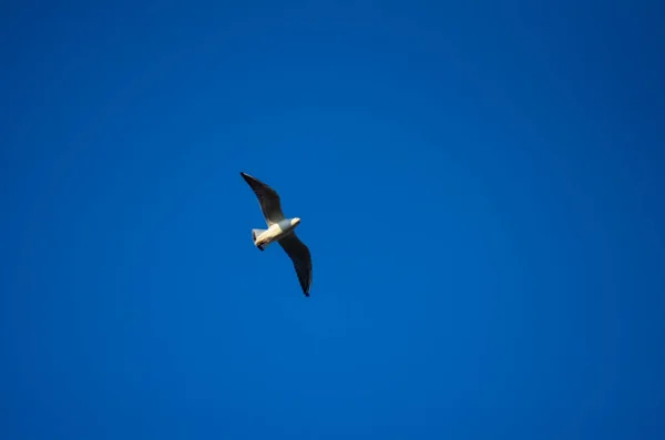 青空の広がりを横切って飛んでカモメ — ストック写真