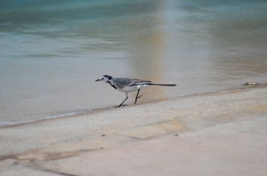 Mısır'daki gri kuş havuzu yakınlarında