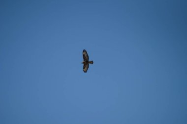 Mısır üzerinde gökyüzünde büyük kartal