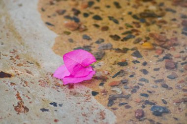 Yunanistan sahillerinde büyüyen çiçek