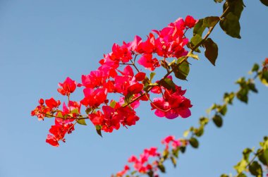 Yunanistan sahillerinde büyüyen çiçek