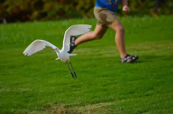 Ägyptischer Weißer Vogel Auf Grüner Wiese — Stockfoto