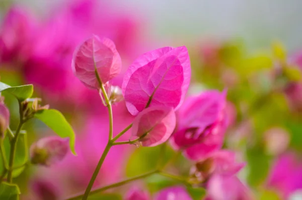 Flores Que Crescem Praias Grécia — Fotografia de Stock