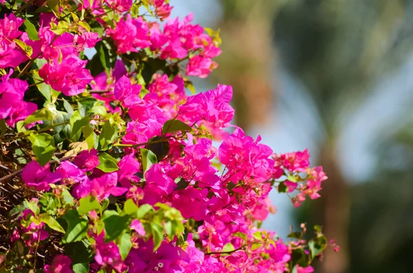 Flores Que Crescem Praias Grécia — Fotografia de Stock